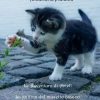 Le avventure di Amelì di Annamaria Platania - Un Cuore Tra i Libri Annamaria Platania - Le avventure di Amelì - un cuore tra i libri