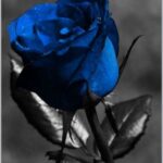 Jey P. - Spogliami ora - un cuore tra i libri