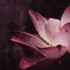 Sabrina Pennacchio-Dark and Light Amore Impossibile - un cuore tra i libri